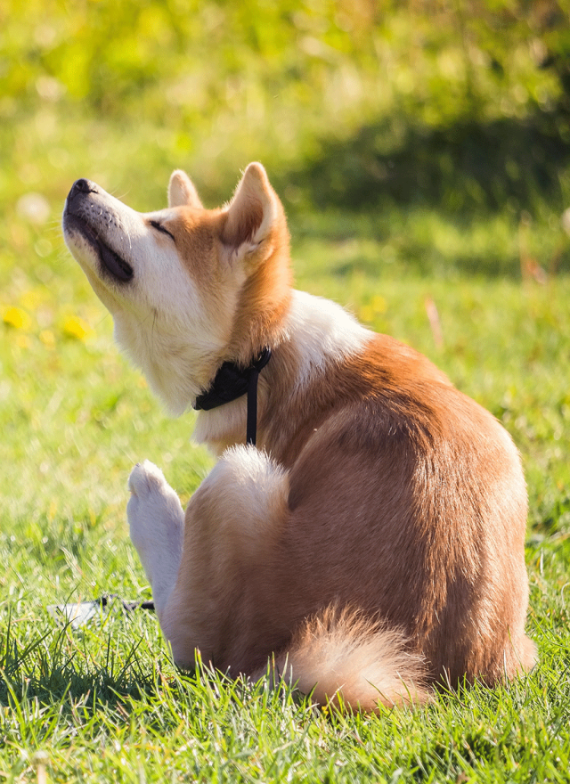Chien en balade qui se gratte