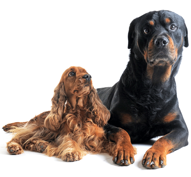 Gros chien et petit chien