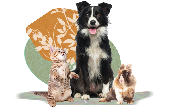 chien, chat, lapin, tribu Hopi