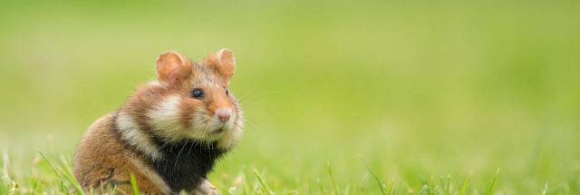 Découvrez les aliments préférés des hamsters