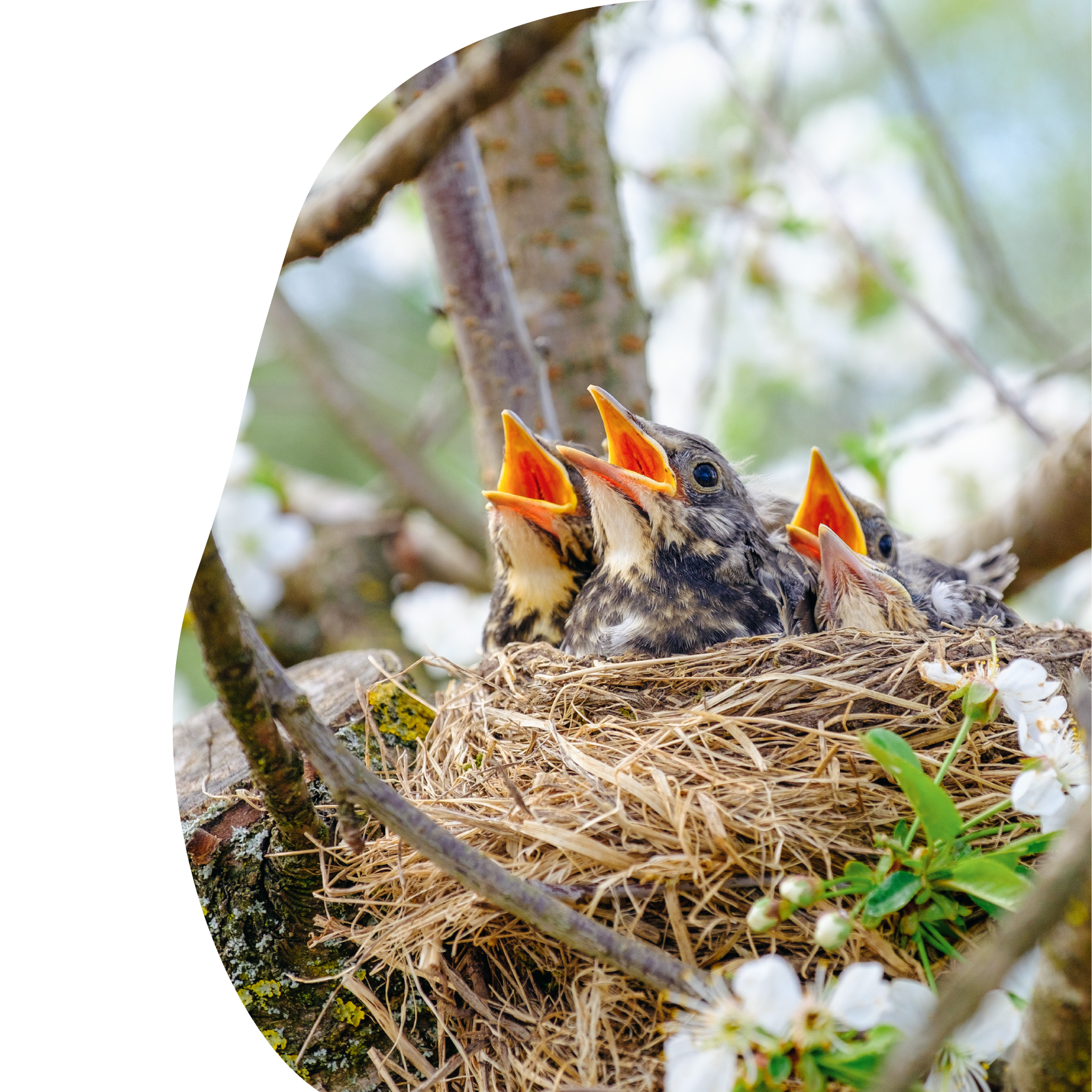 Aider les oiseaux du jardin à faire leur nid