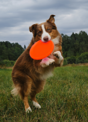 Berger australien jouant au frisbee - Hopi