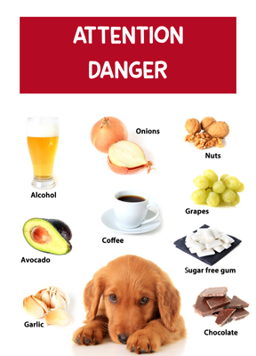 Aliments Toxiques pour Chiens