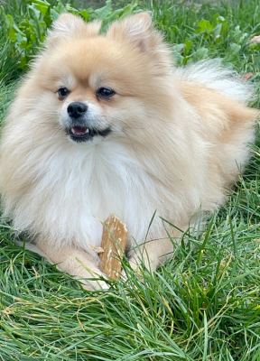 Friandise Mastiq Lamelle Chien