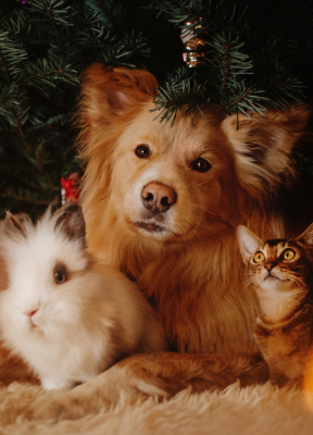 Noel Hopi Chien Chat Lapin