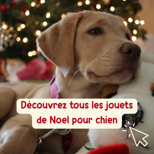 Jouets de Noel pour chien Hopi