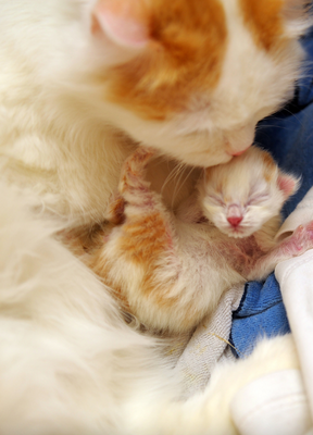 Maman chat toilette son petit