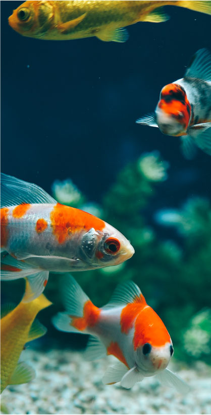 Comment nourrir les poissons d'aquarium ? Fishipedia