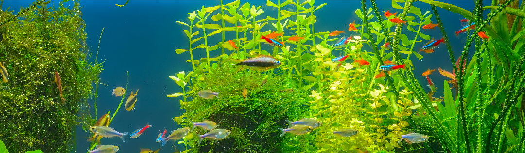 Nourrir ses poissons d'aquarium : quelques conseils - Magazine zooplus